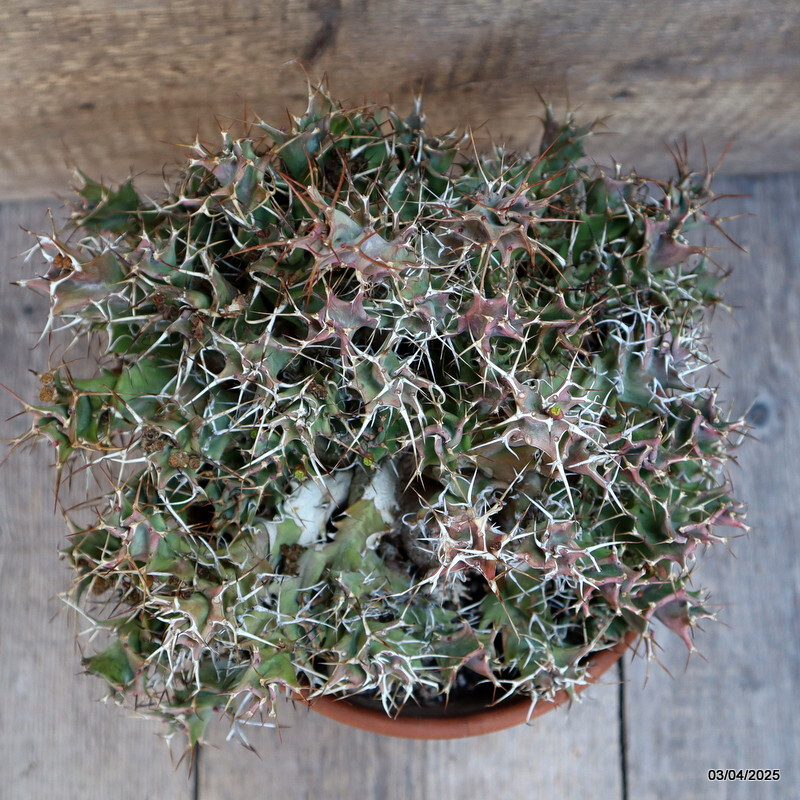 A1597 EUPHORBIA TORTIRAMA VERY OLD pot20-H21-W31 cm MaMa Cactus