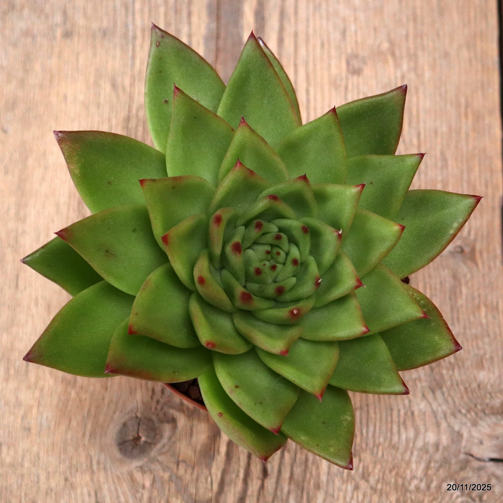 D7459 ECHEVERIA AGAVOIDES pot10-H8-W16 cm MaMa Cactus