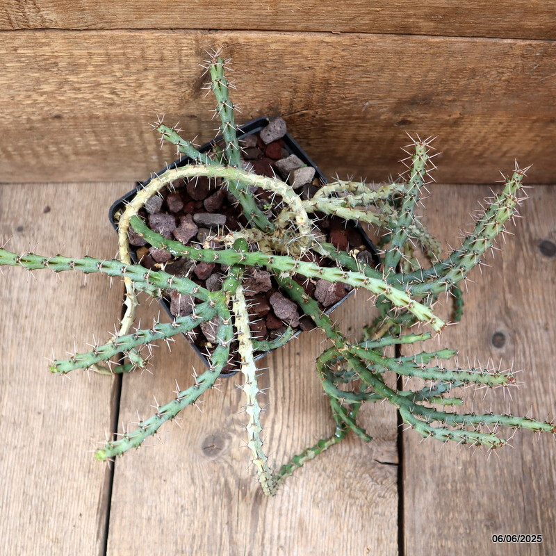 D4519 EUPHORBIA SP. pot14-H30-W36 cm MaMa Cactus