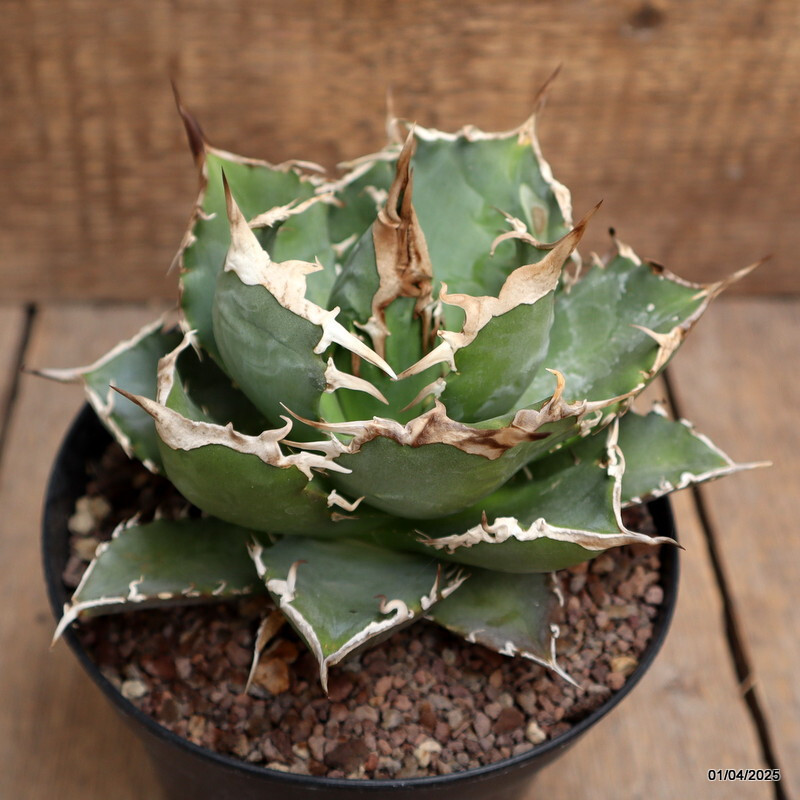 D119 AGAVE TITANOTA pot14-H11-W15 cm MaMa Cactus