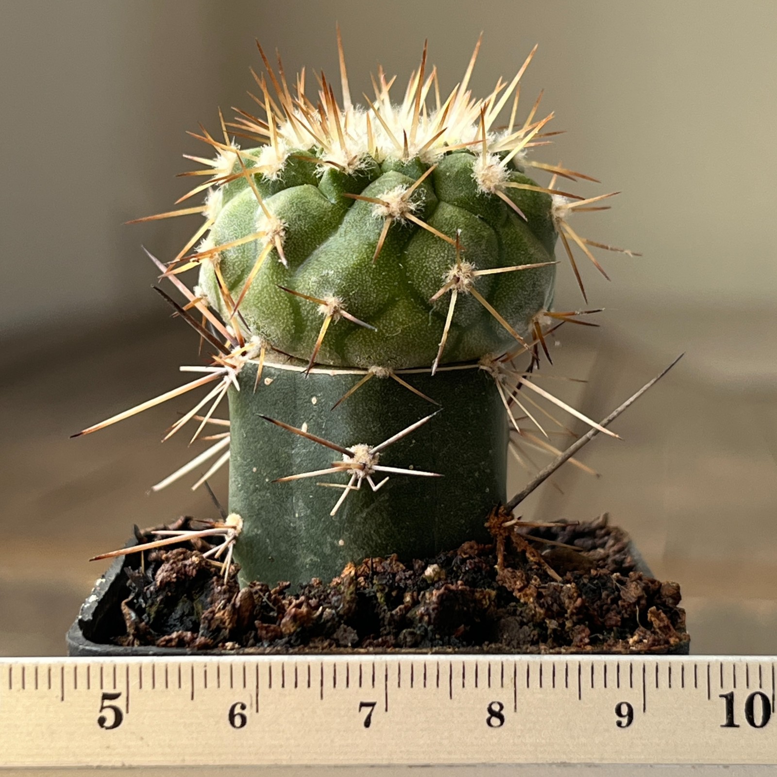 A23-687 Copiapoa columna-alba JN1681, Esmeralda Pan de Azucar, grafted