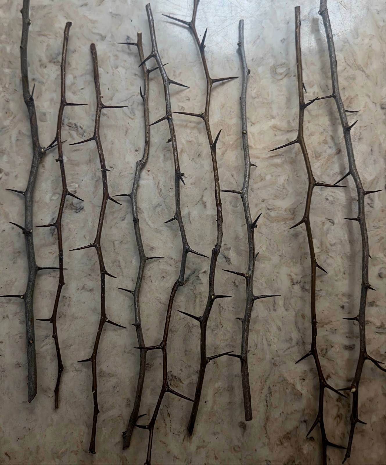 9 Wild Hawthorn Branches 12-15″ Natural Thorny Sticks Crafts Decor Wands