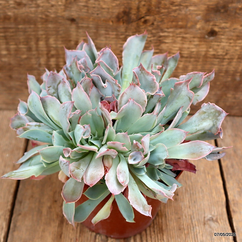 D3951 ECHEVERIA TRUMPET PINKY pot14-H15-W23 cm MaMa Cactus