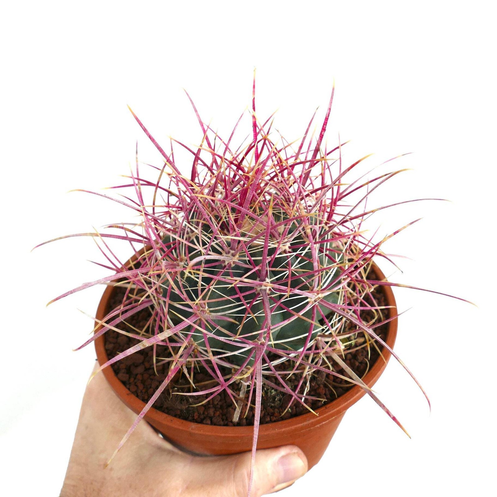 Ferocactus acanthodes – California barrel cactus | Desert barrel cactus