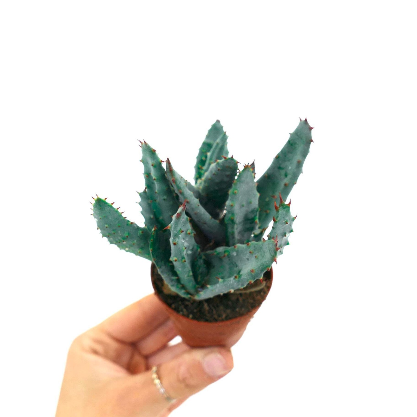 Aloe spectabilis BLUE FORM full pot SS9T – Spectacular aloe | Aloe spectabilis