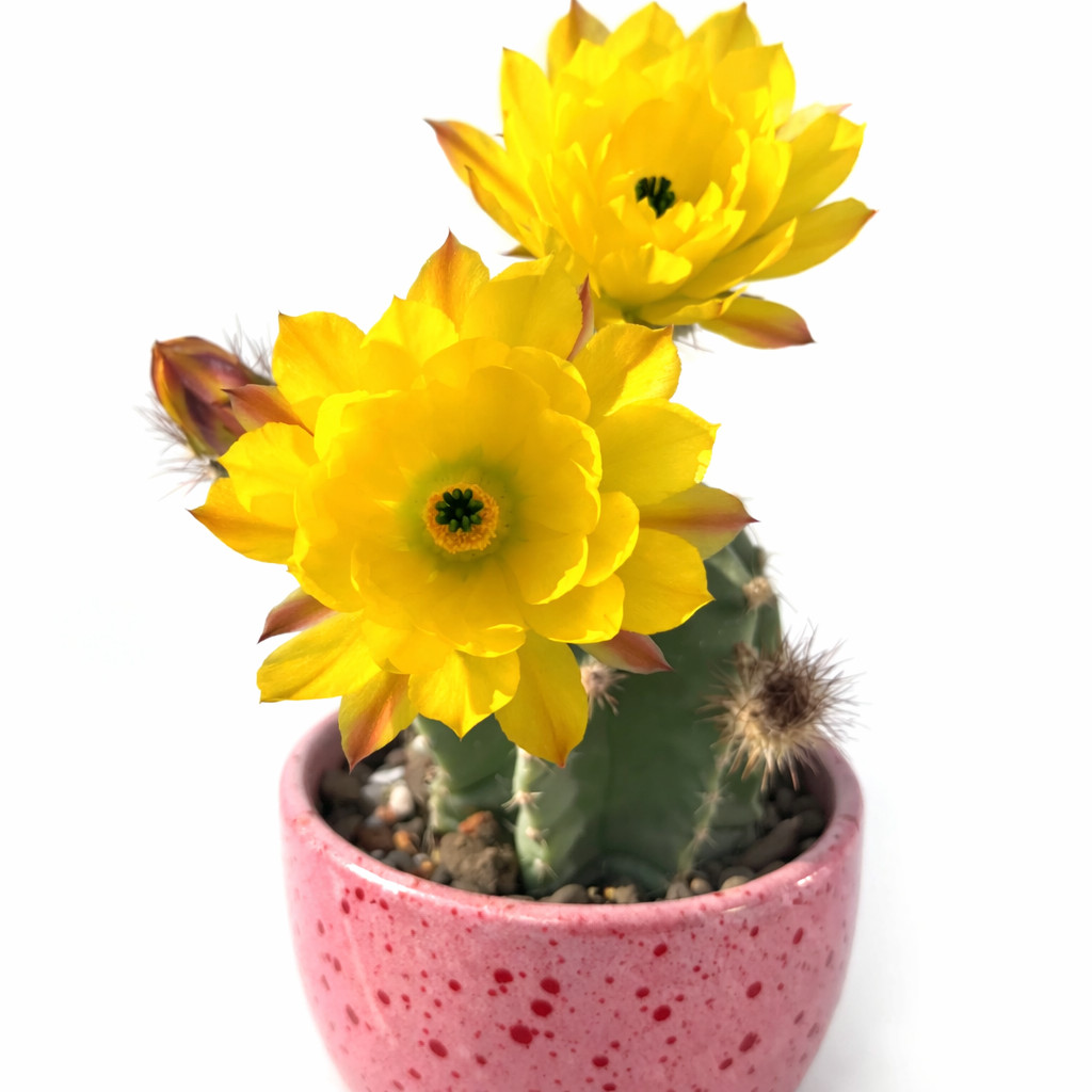 Echinocereus subinermis 10 SEEDS – Rare Cactus SEEDS
