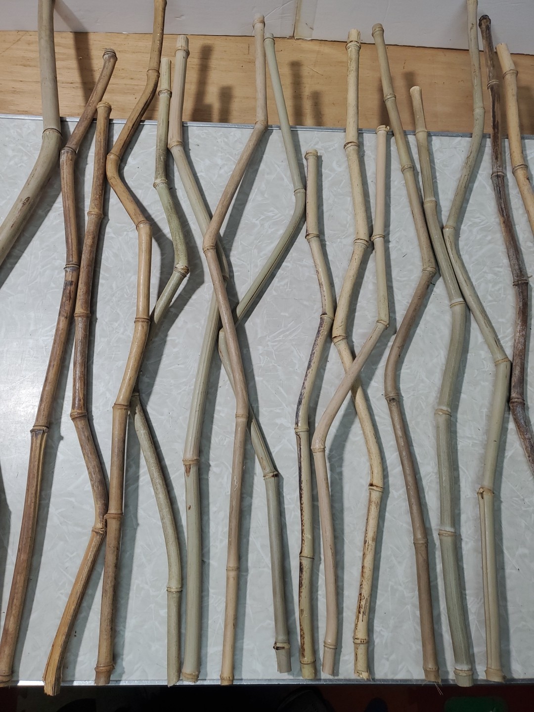 50 Decorative Grown & Processed in USA Crooked Stem/YellowG Bamboo 20-32″ Pieces