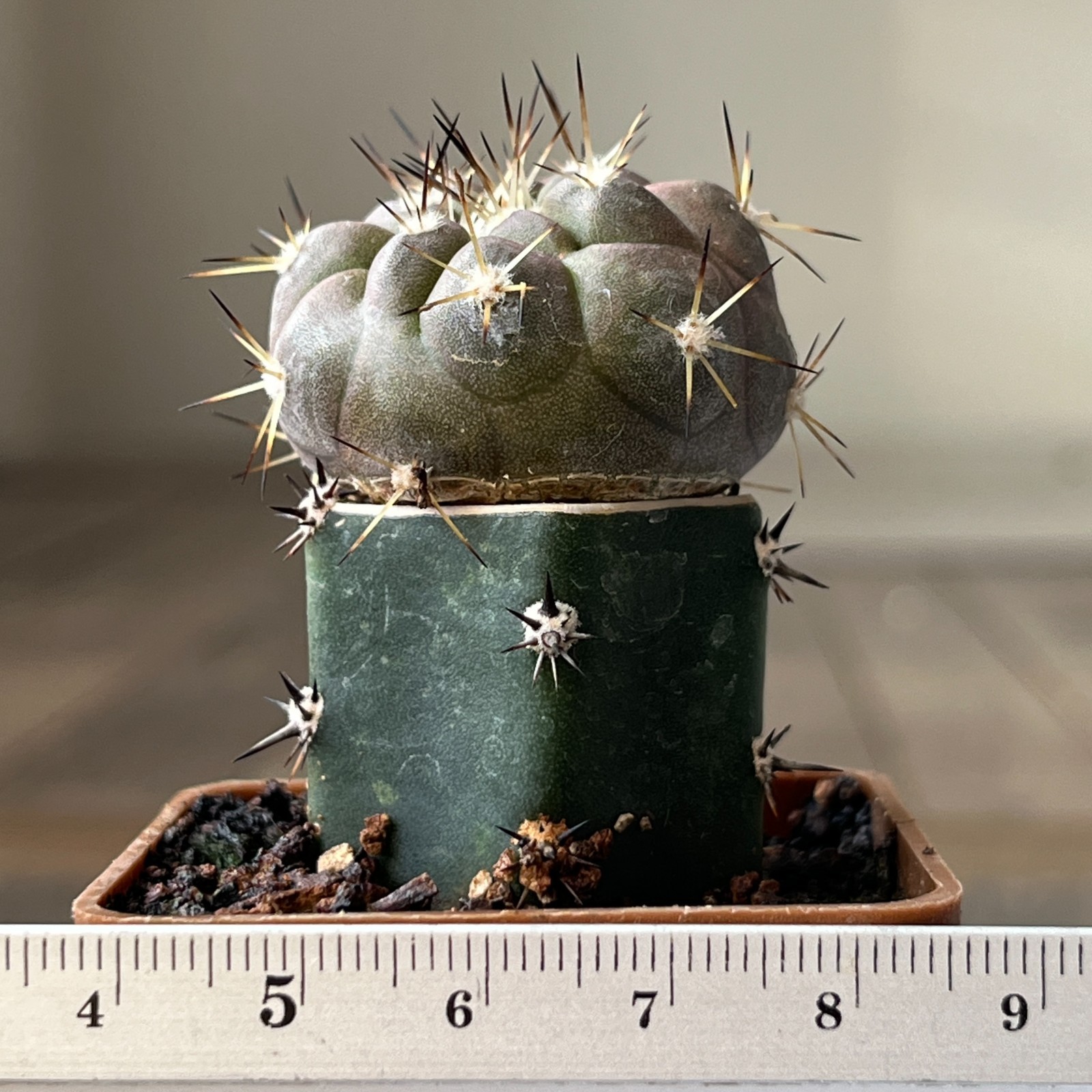 A23-389 Copiapoa cinerea, HR1024, El Griton, Chile, grafted