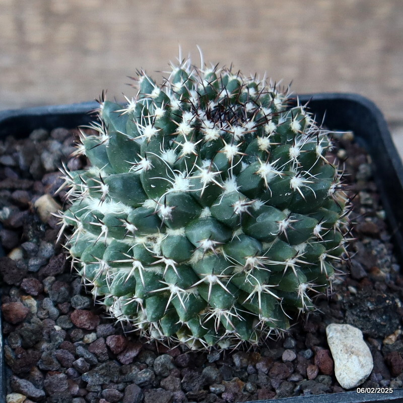 A5090 MAMMILLARIA CONFUSA B 202 pot10-H6-W7 cm MaMa Cactus