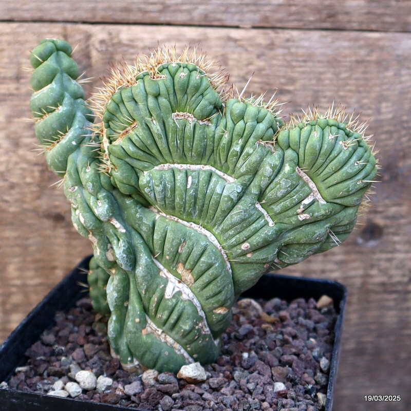 A6948 EULYCHNIA CASTANEA CRESTED pot12-H12-W15 cm MaMa Cactus