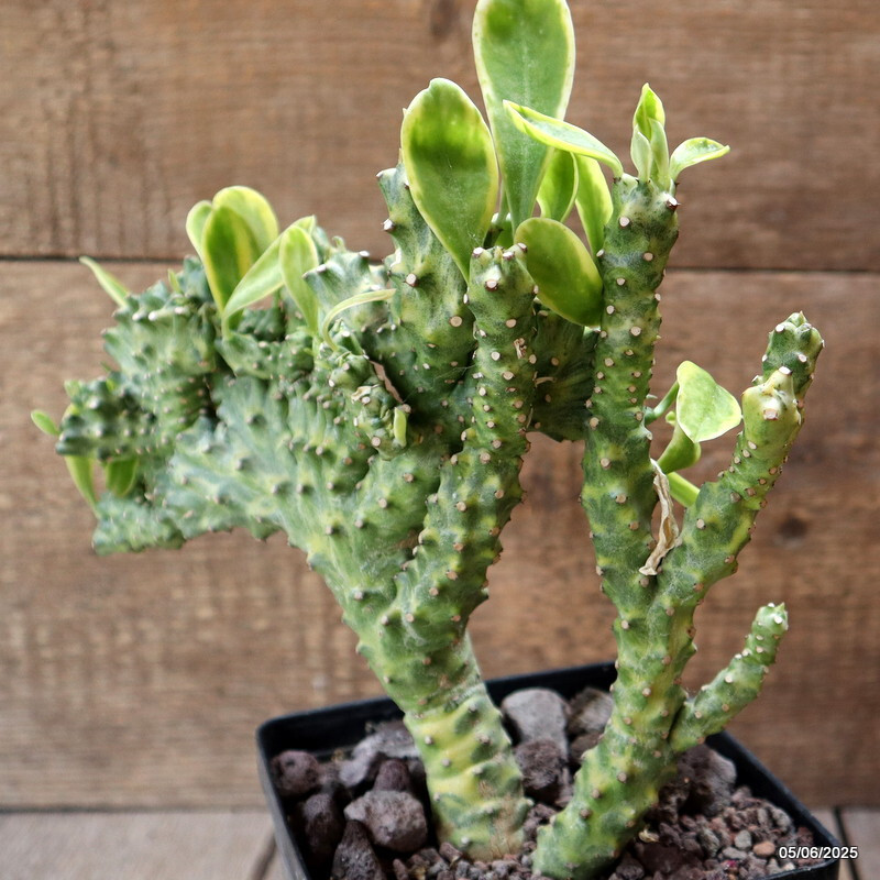 D4459 EUPHORBIA NERIFOLIA CRESTED VARIEGATED pot12-H18-W25 cm MaMa Cactus