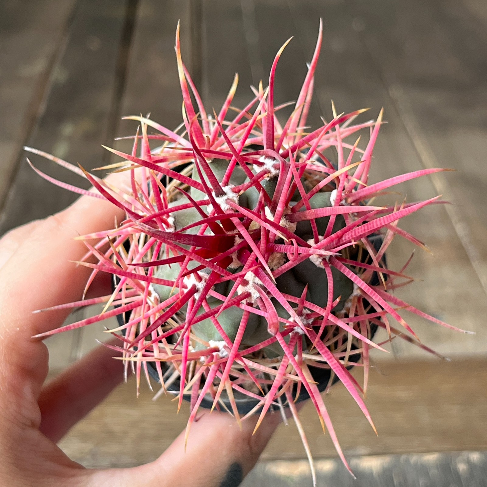 A40-2000 Ferocactus gracilis, BKLM1000, Baja Cal. Mex, own root