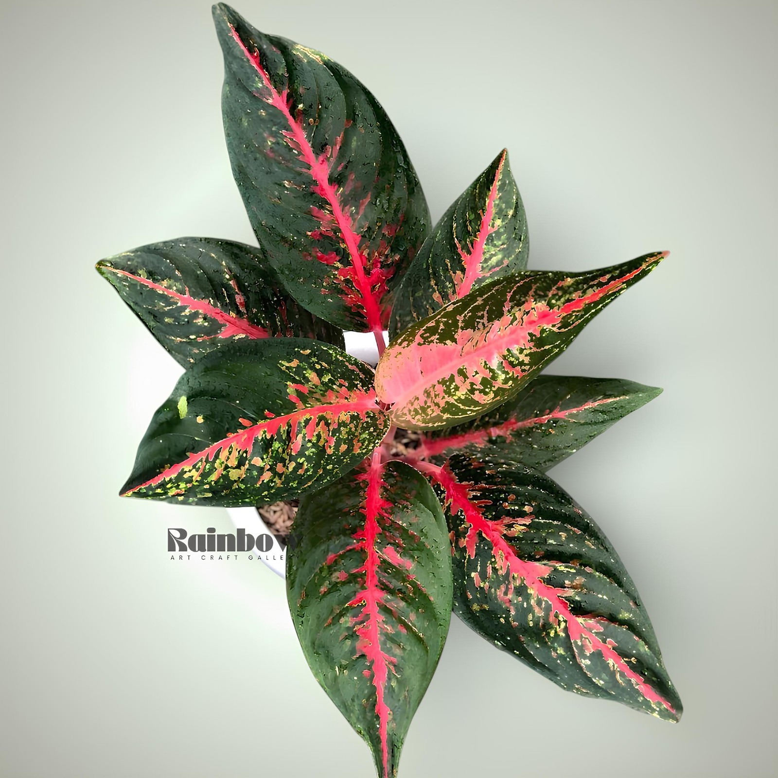 Aglaonema Hot Lady Beatiful Ornamental Plant