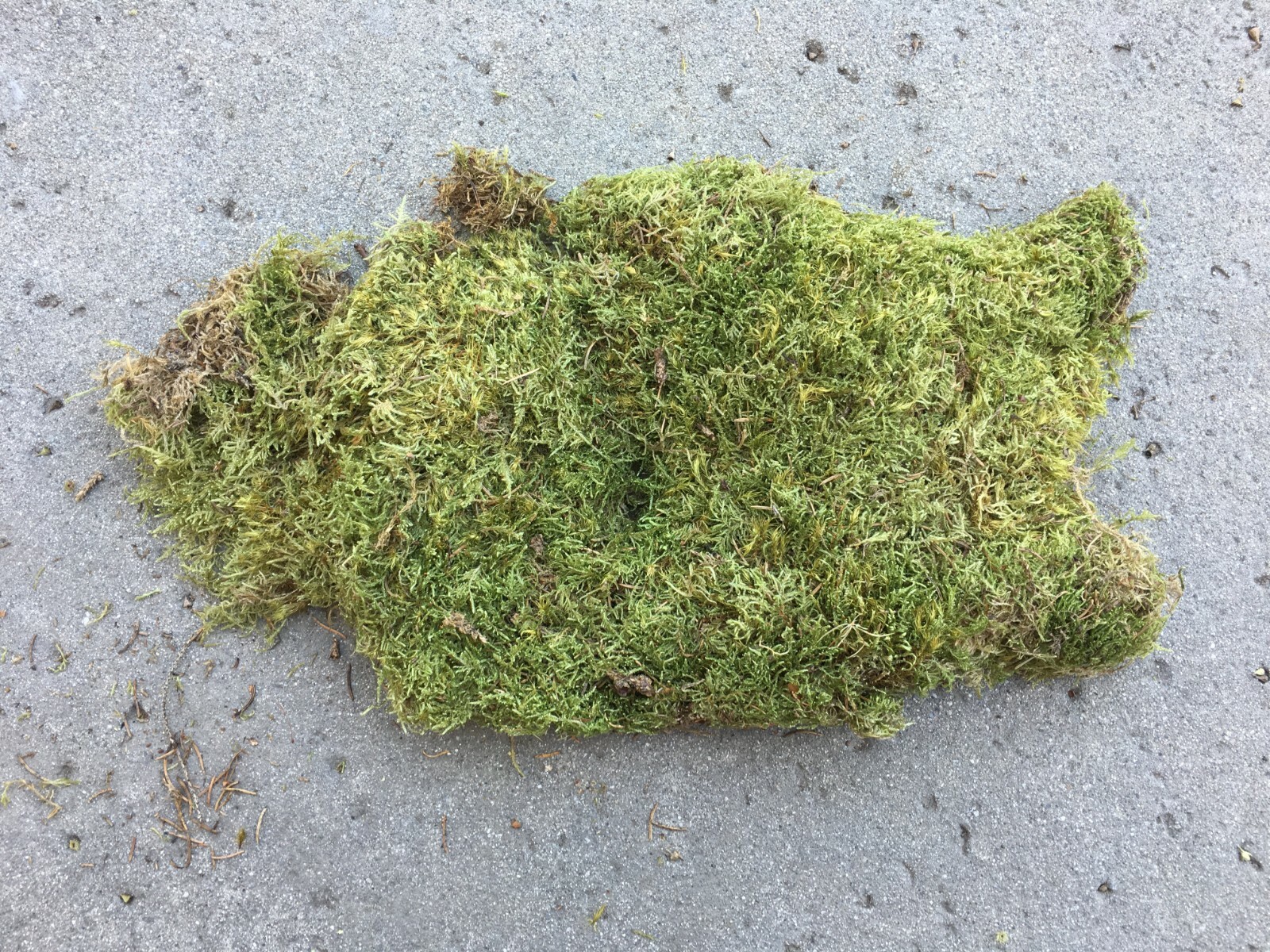 Natural Moss 9 ounce Floral Decor Plant Cover Professional Florist Floor Decor