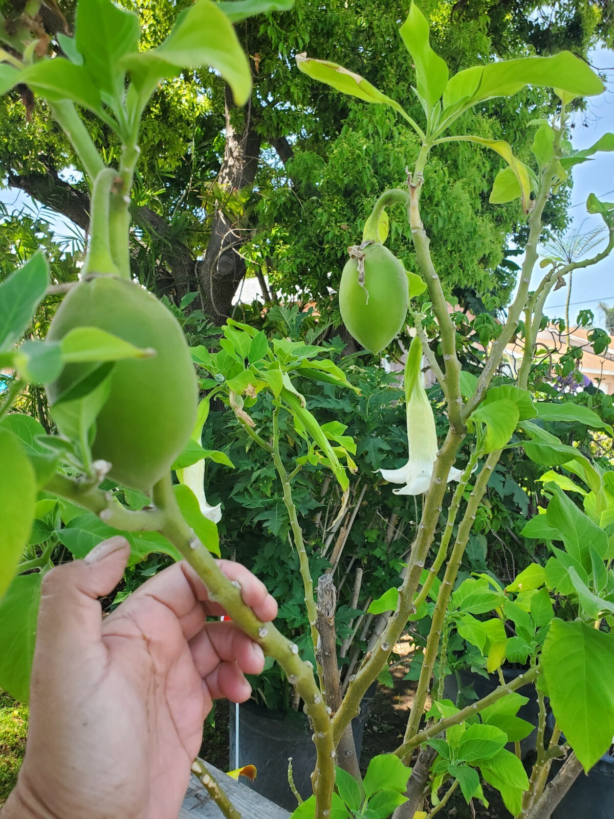 Brugmansia arborea 6ft size plant 15 gallon. LOCAL PICKUP ONLY.