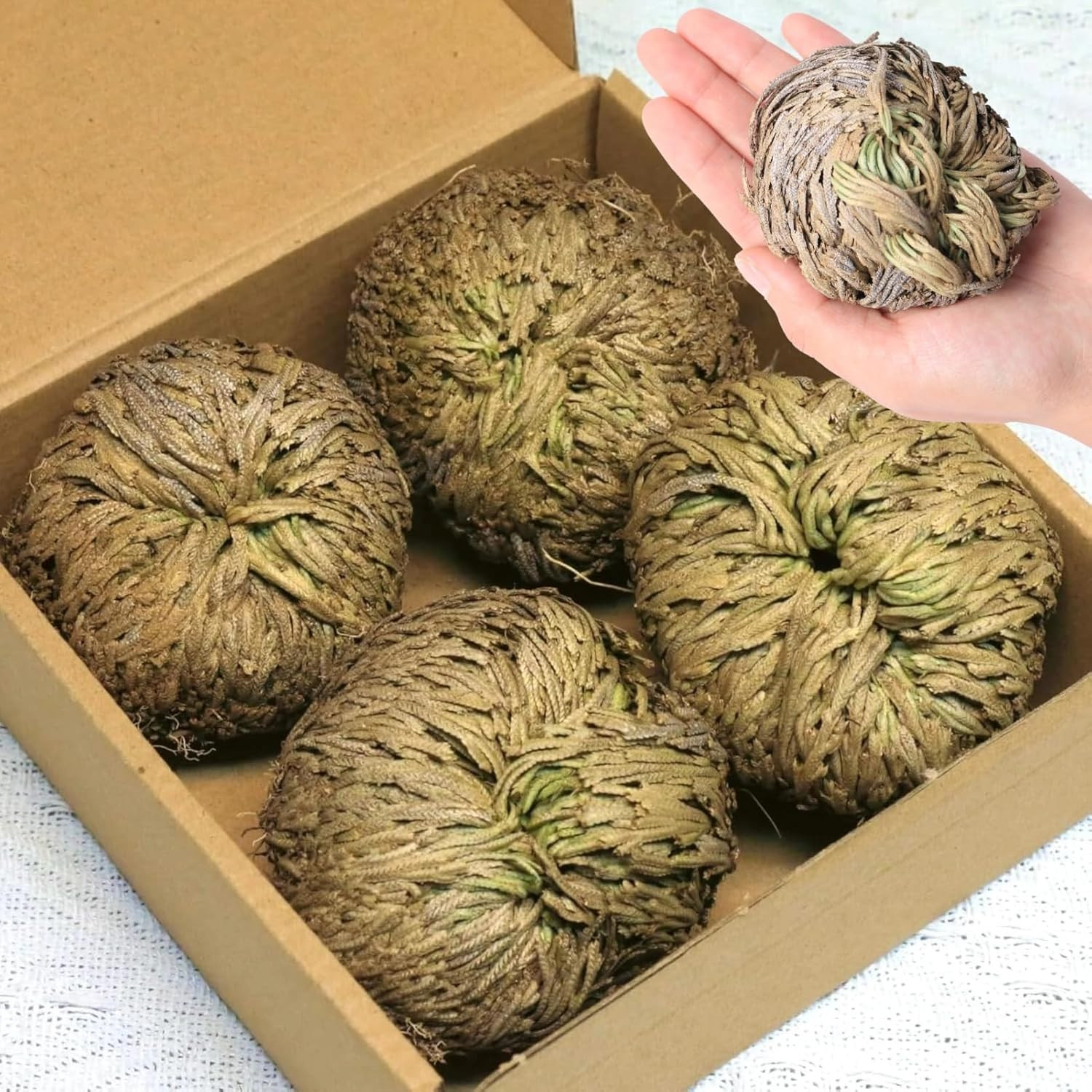 4-Pack Large Premium Dried Rose of Jericho, Selaginella Resurrection Grass, Drie