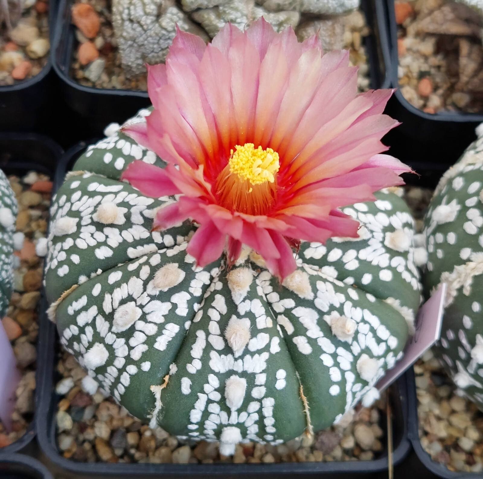 Astrophytum asterias ‘Super Kabuto Akabana’ 10seeds harvest 2025
