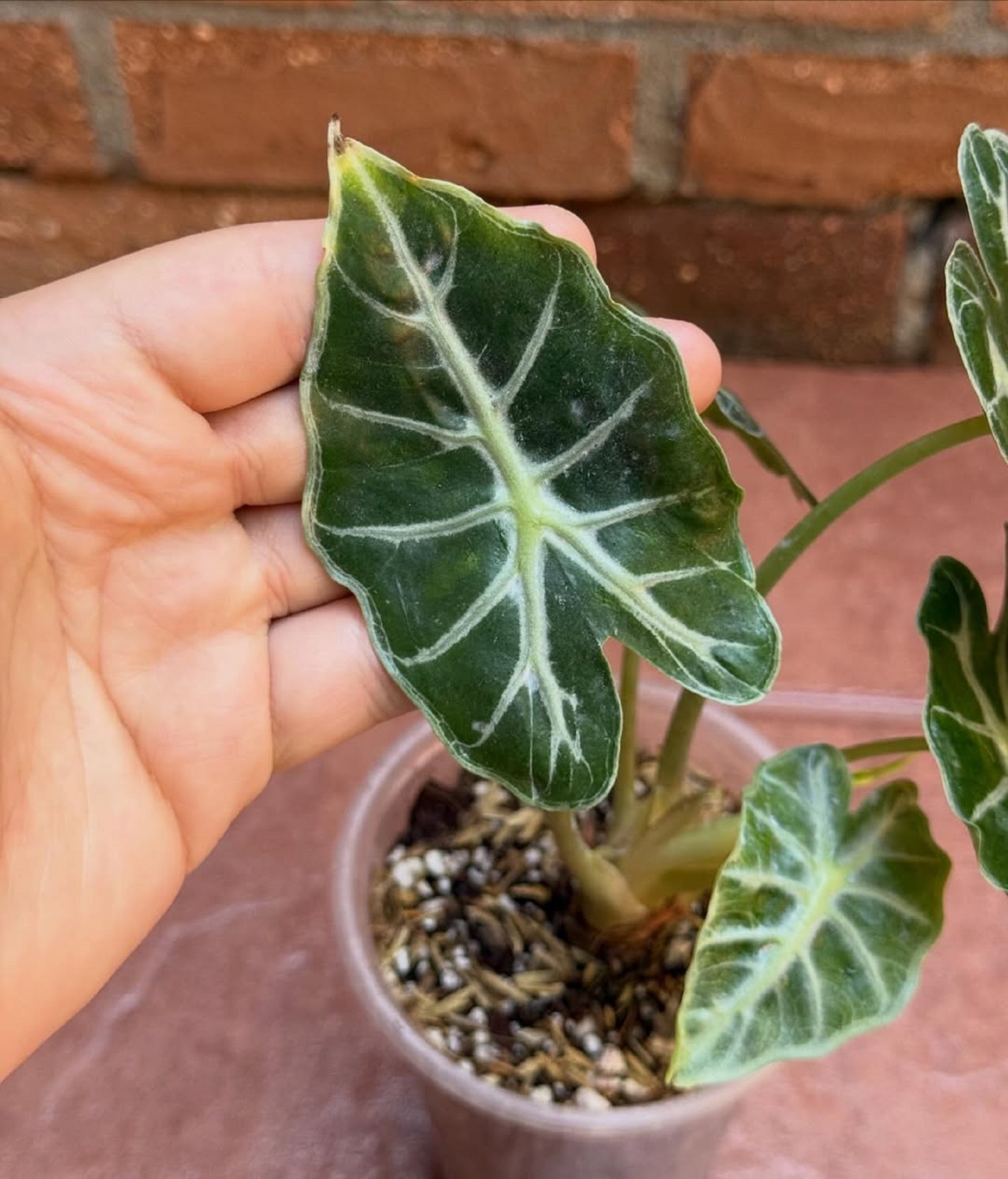 Alocasia Parasol Live Plant Rare Tropical Houseplant Grow In Pot