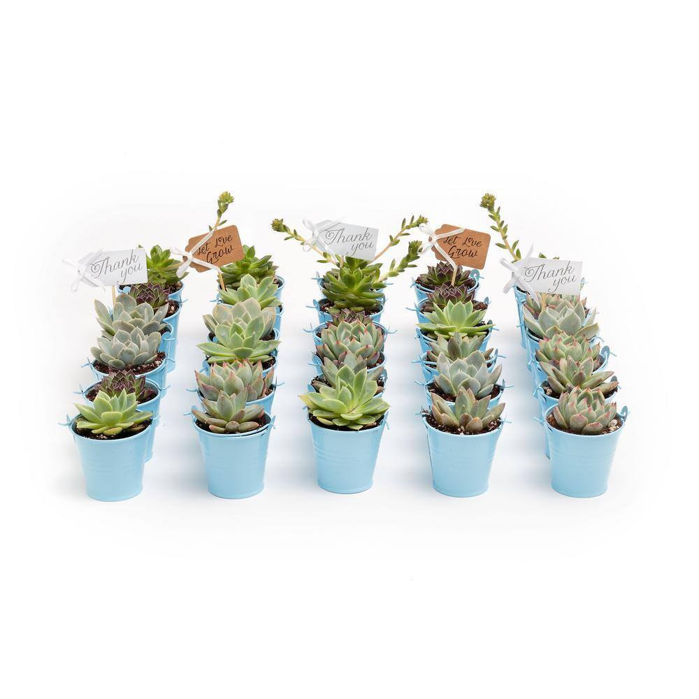 2 In. Wedding Event Rosette Succulents Plant with Blue Metal Pails and Let Love