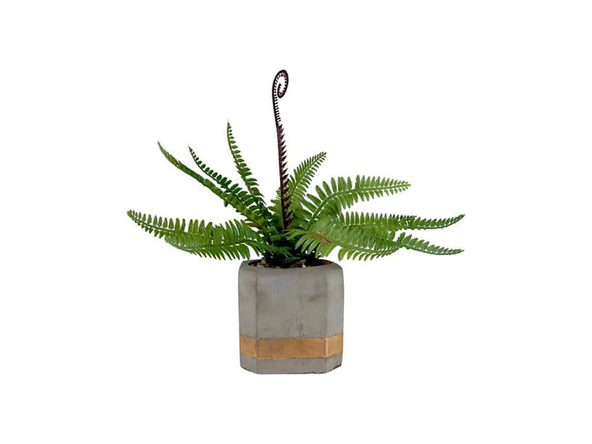 Fern in 4″ Cement Pot – 8″