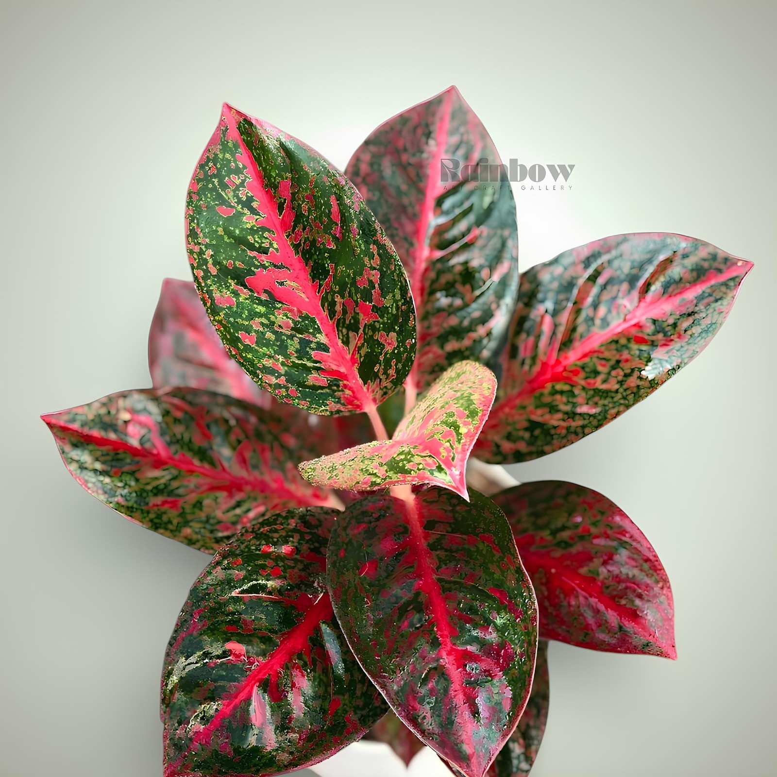Aglaonema Red Stardust Beatiful Ornamental Plant