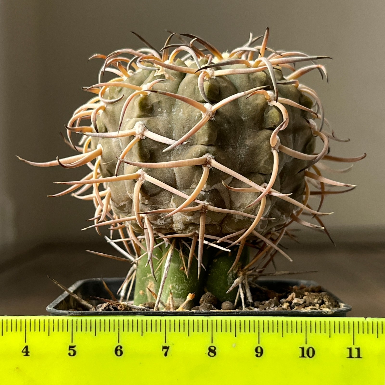 A36-1138 Gymnocalycium riojense v. paucispinum, grafted