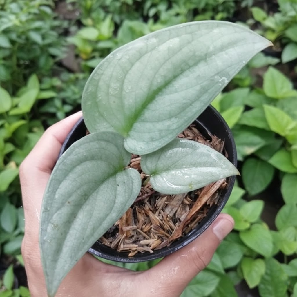 Scindapsus Silver Hero Platinum – Rare Live Aroid Plant Grow in Pot