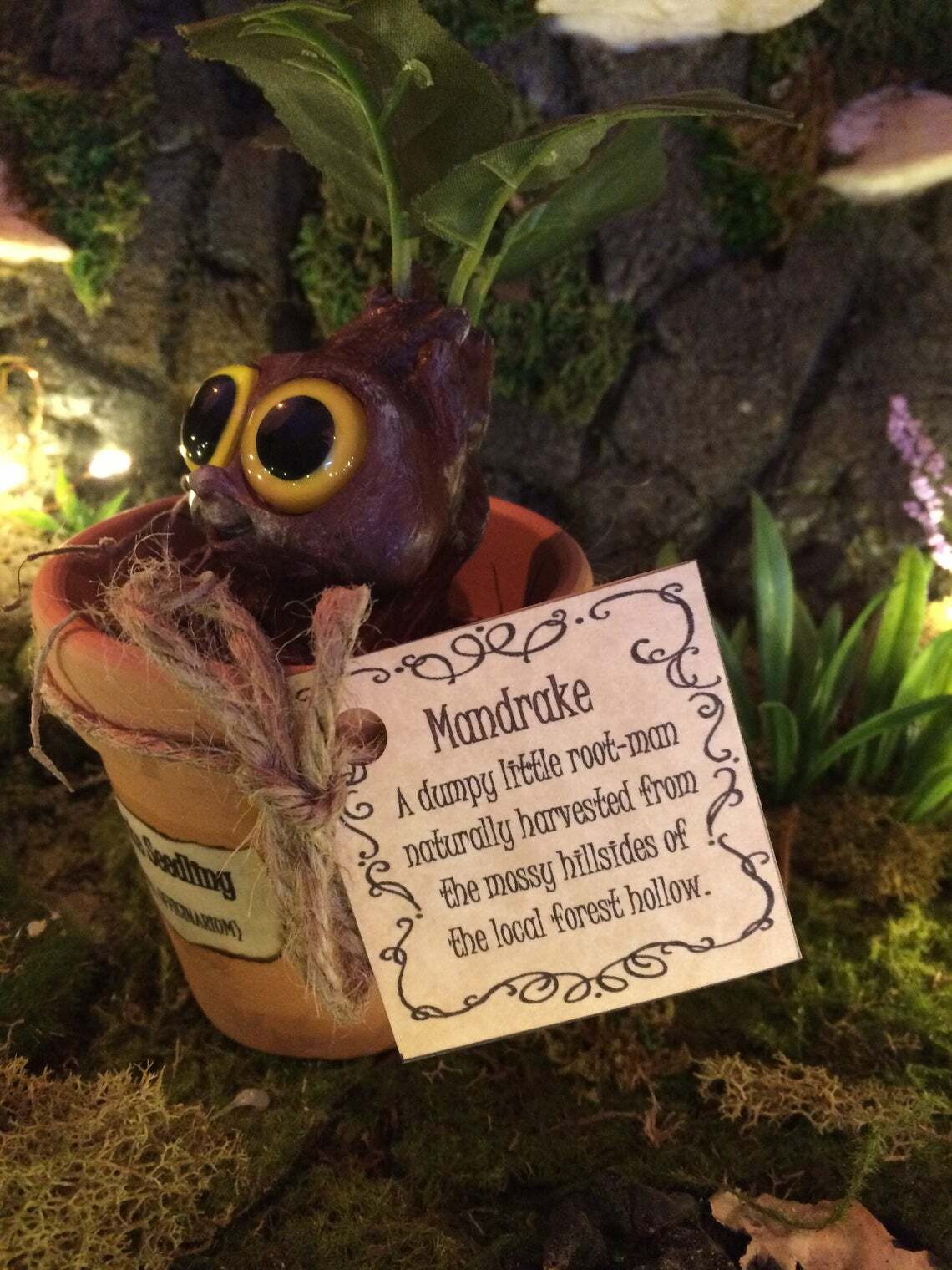 Mandrake Plant Seedling – Adorable Magical Root In A Small Terracotta Pot