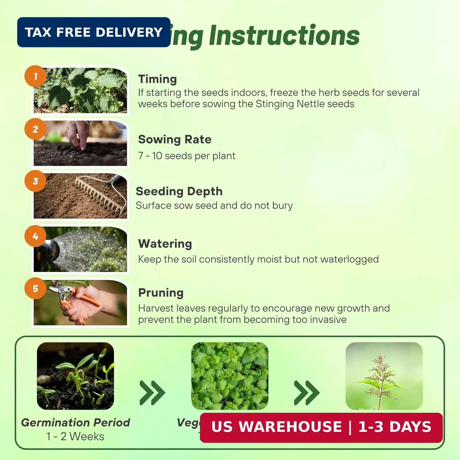 Outsidepride Stinging Nettle Seeds – 10000 Pcs Perennial and Low Maintenance Her