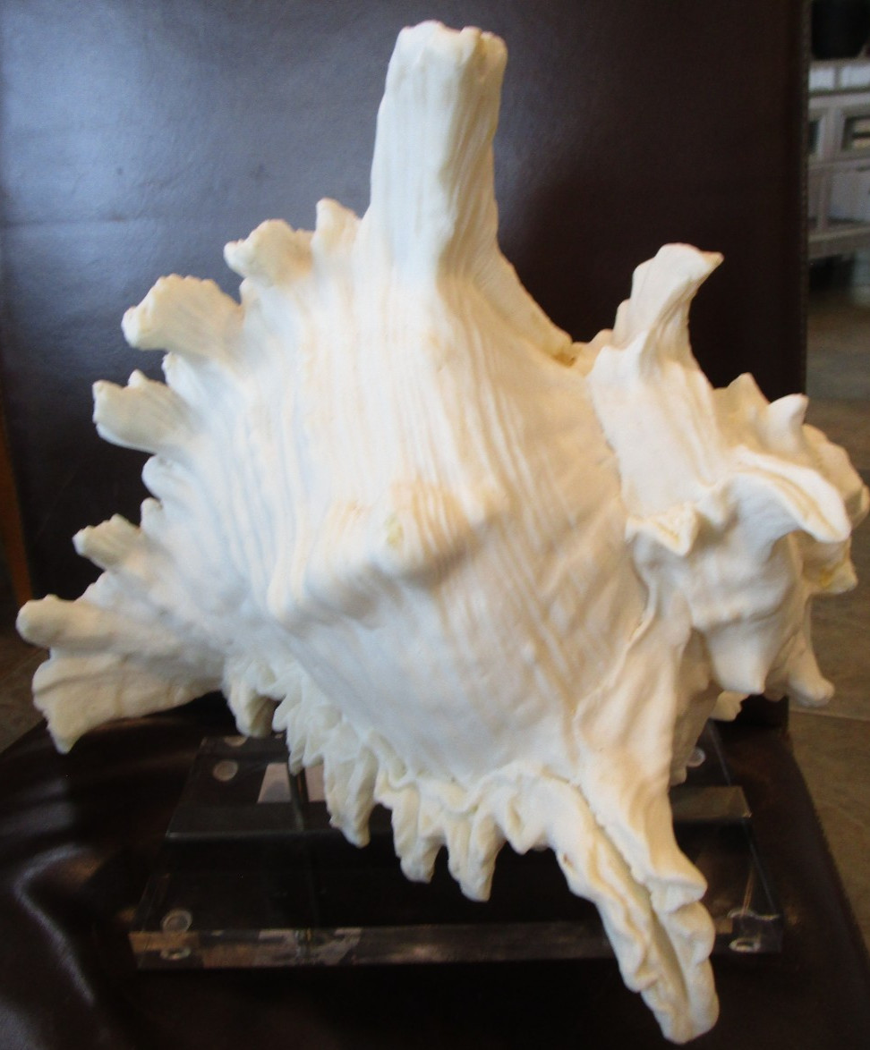 Williams Sonoma Conch on stand seashell sculpture on base glass beach shell GUC