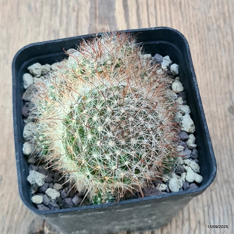 D6412 MAMMILLARIA UNCINATA pot8-H6-W9 cm MaMa Cactus