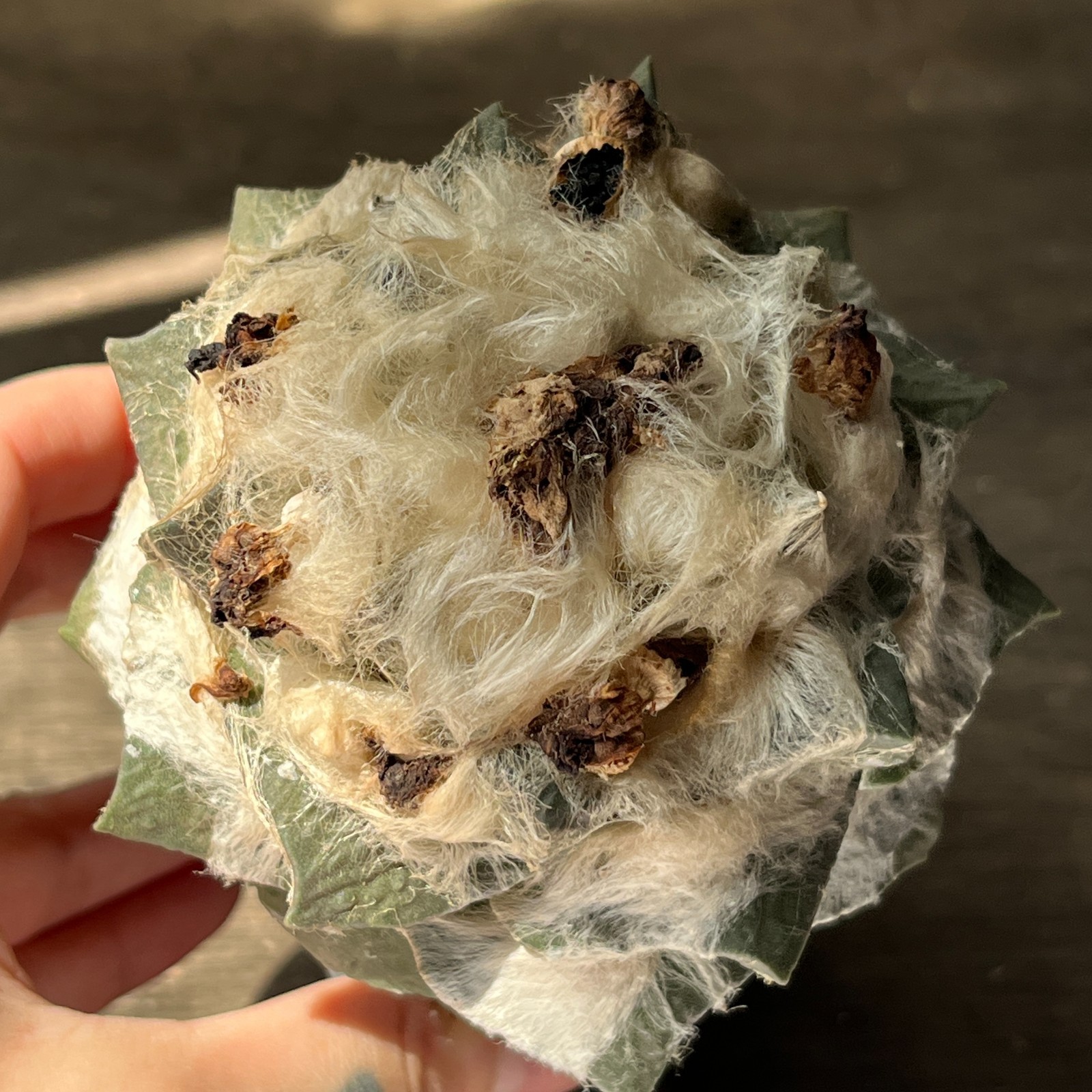 A53-974 Cactus multihybrid, grafted