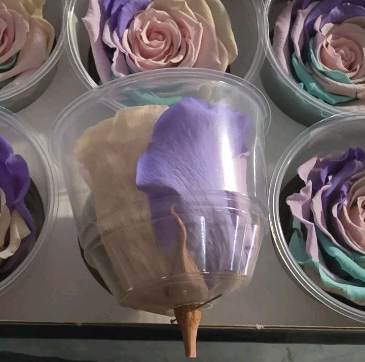 Preserved Roses Forever Roses 6 Pack Multi Color XL Ecuador