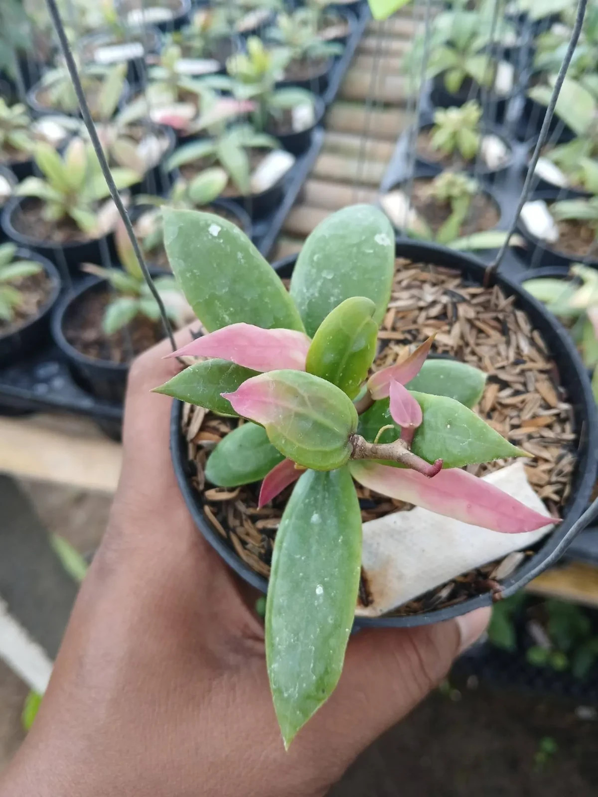 Real Pict Hoya Little Tail Rare Plant