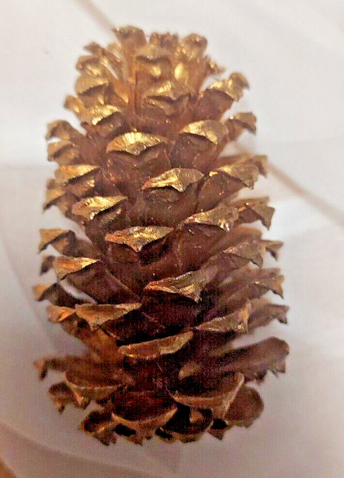 🎅15 Gold Painted Natural Pinecones