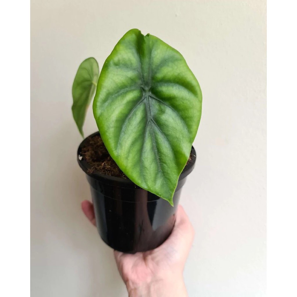 Alocasia Green Shield – Bold Shield Foliage Live Plant Grow in Pot