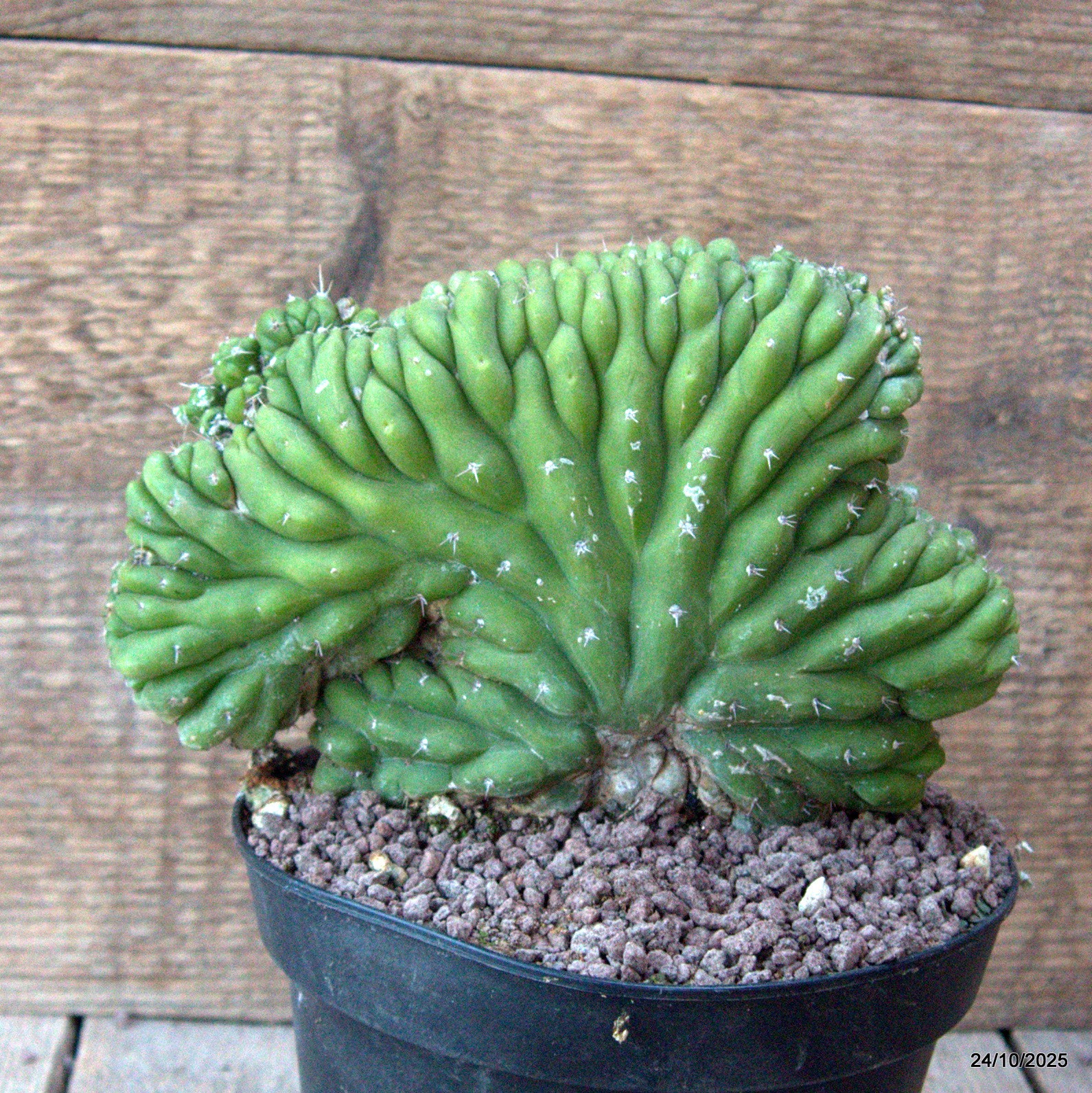D7177 CEREUS PACHA. CRESTED pot14-H13-W18 cm MaMa Cactus