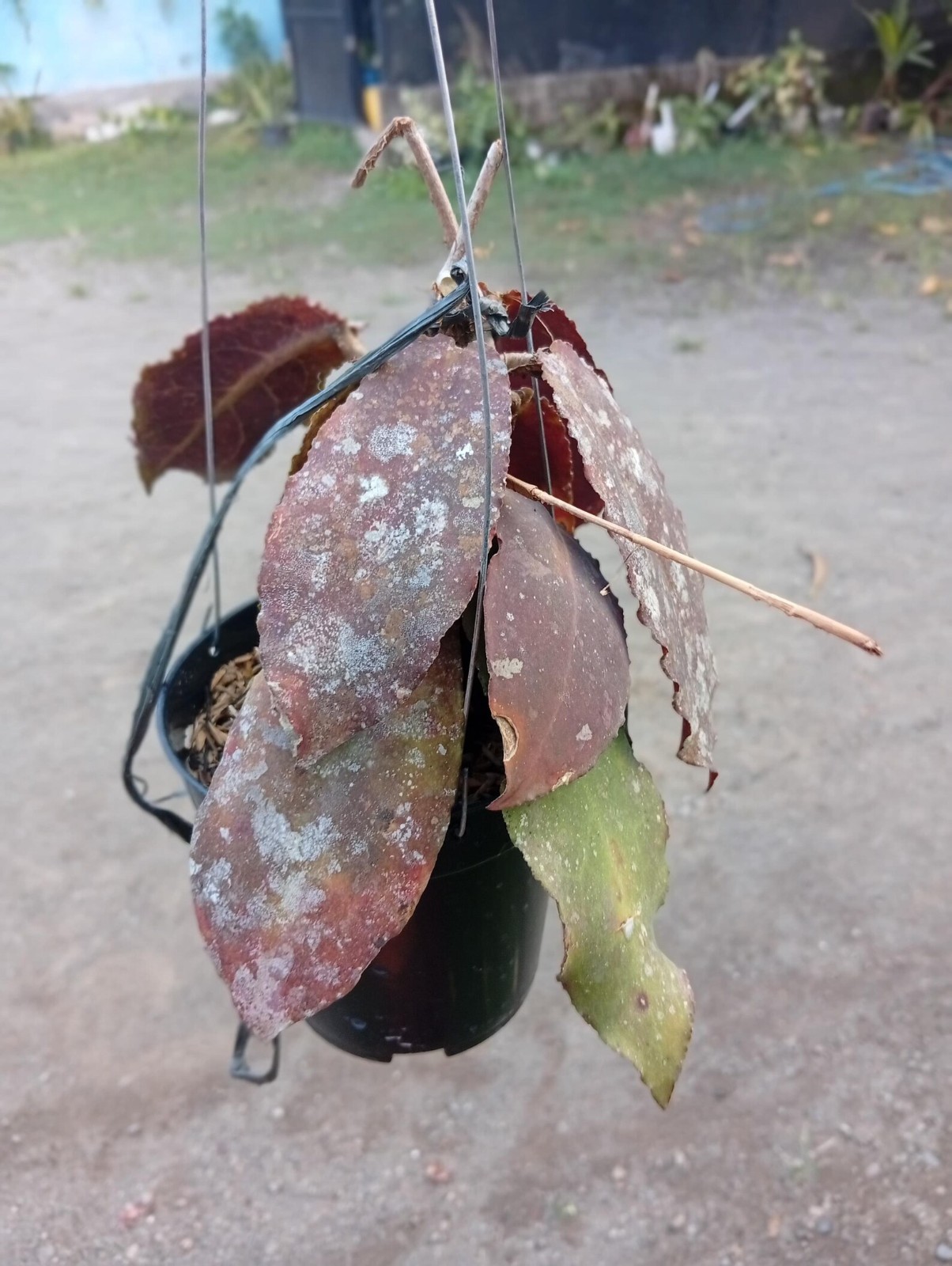 Real Picture Hoya Undulata Red Splash Lush Leaves