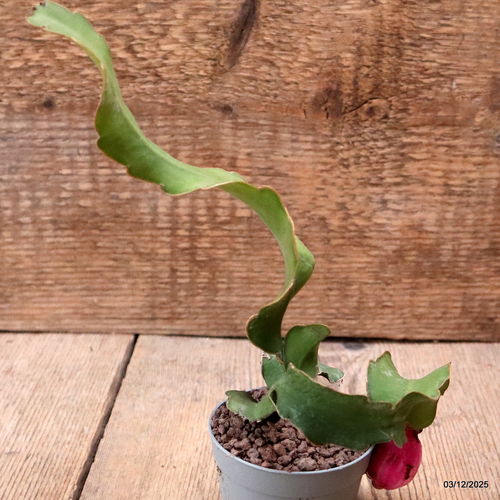 D7667 EPIPHYLLUM ANGULIGER CURLY pot6,5-H19-W11 cm MaMa Cactus