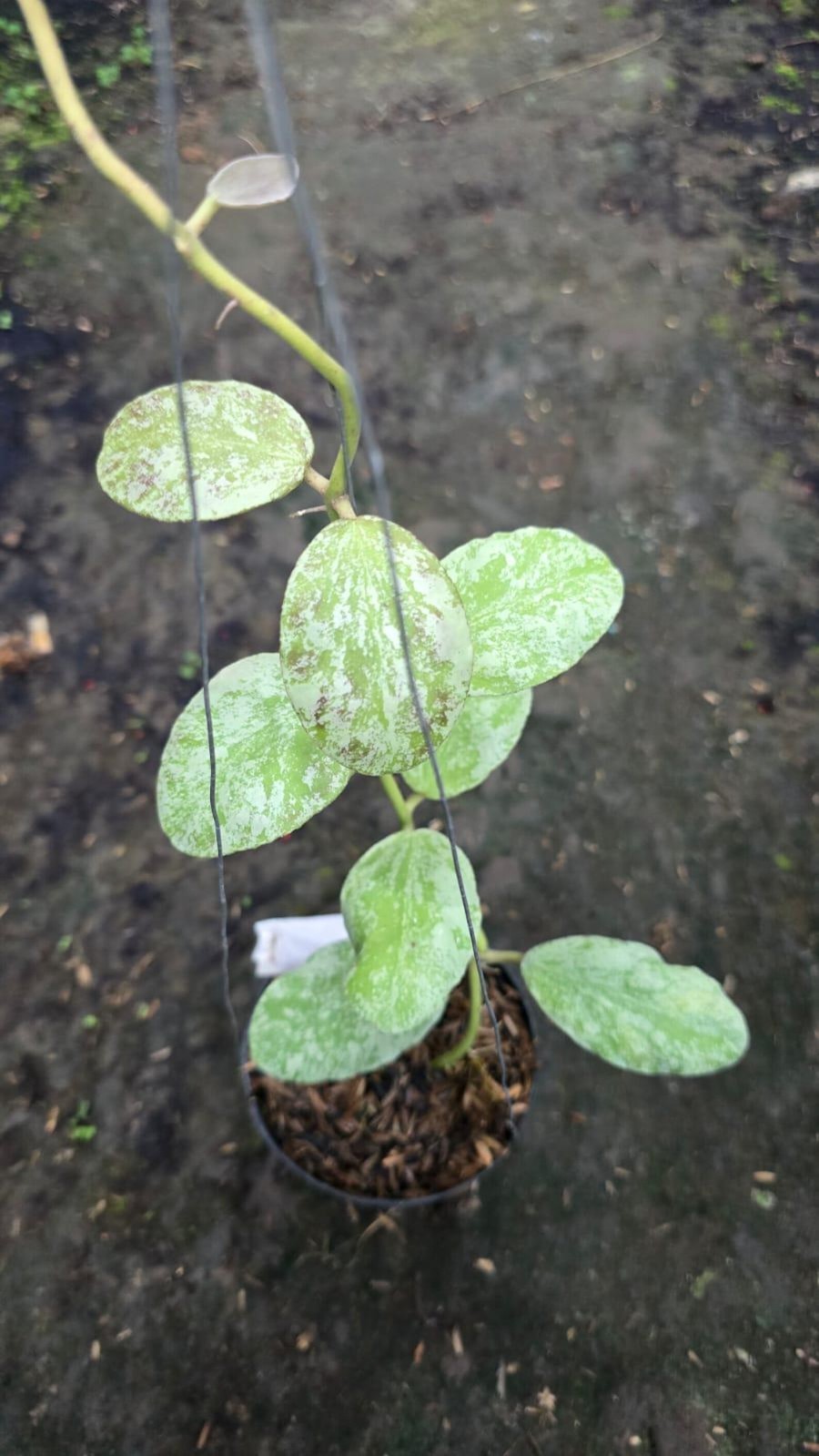 Real Picture Hoya Waymaniae Cloudy Sky Silver Lush Leaves Rare Plant