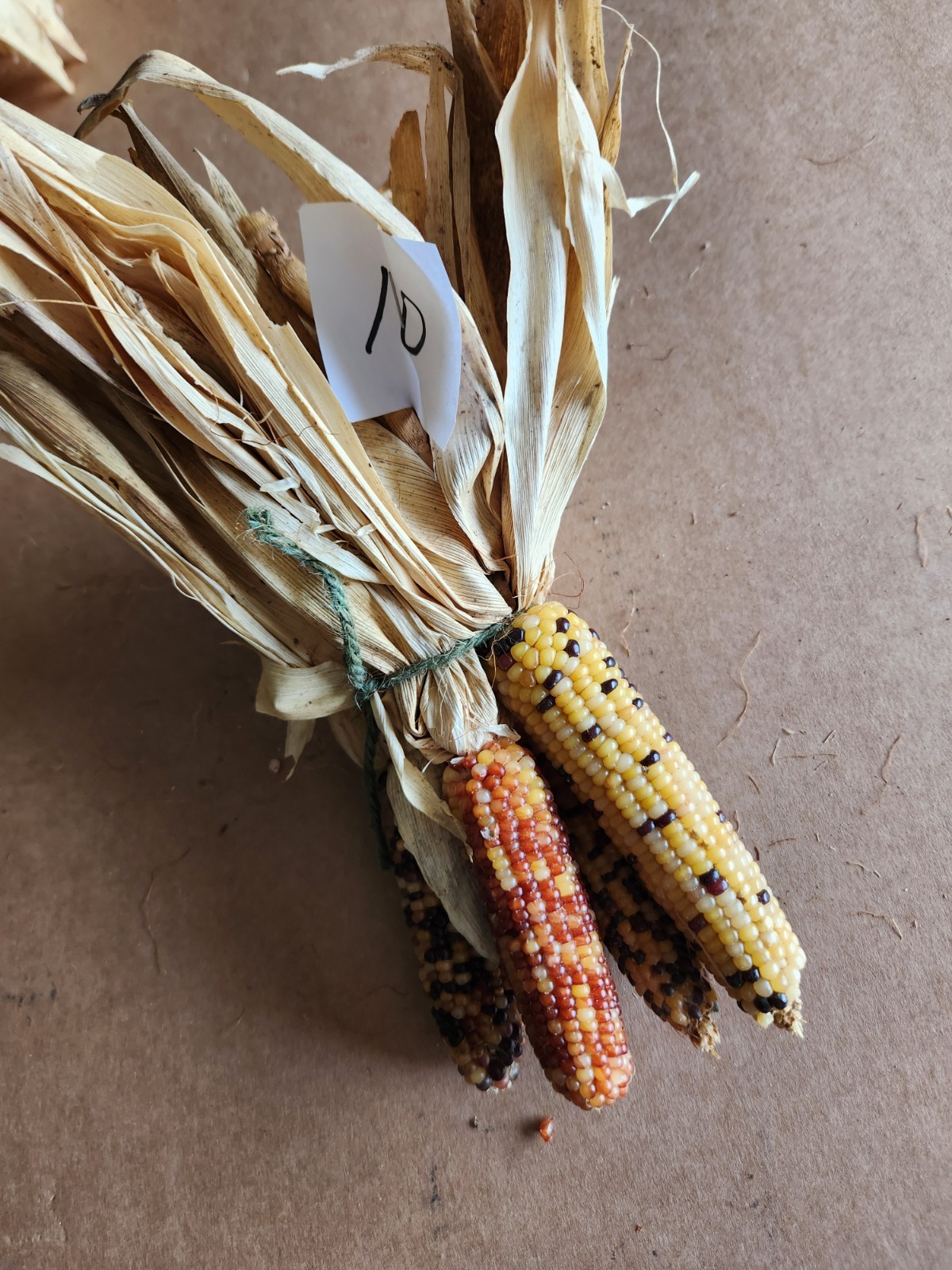 Mini Indian Corn, Approx 5″ Long – Thanksgiving, Fall, Decor, Small #10