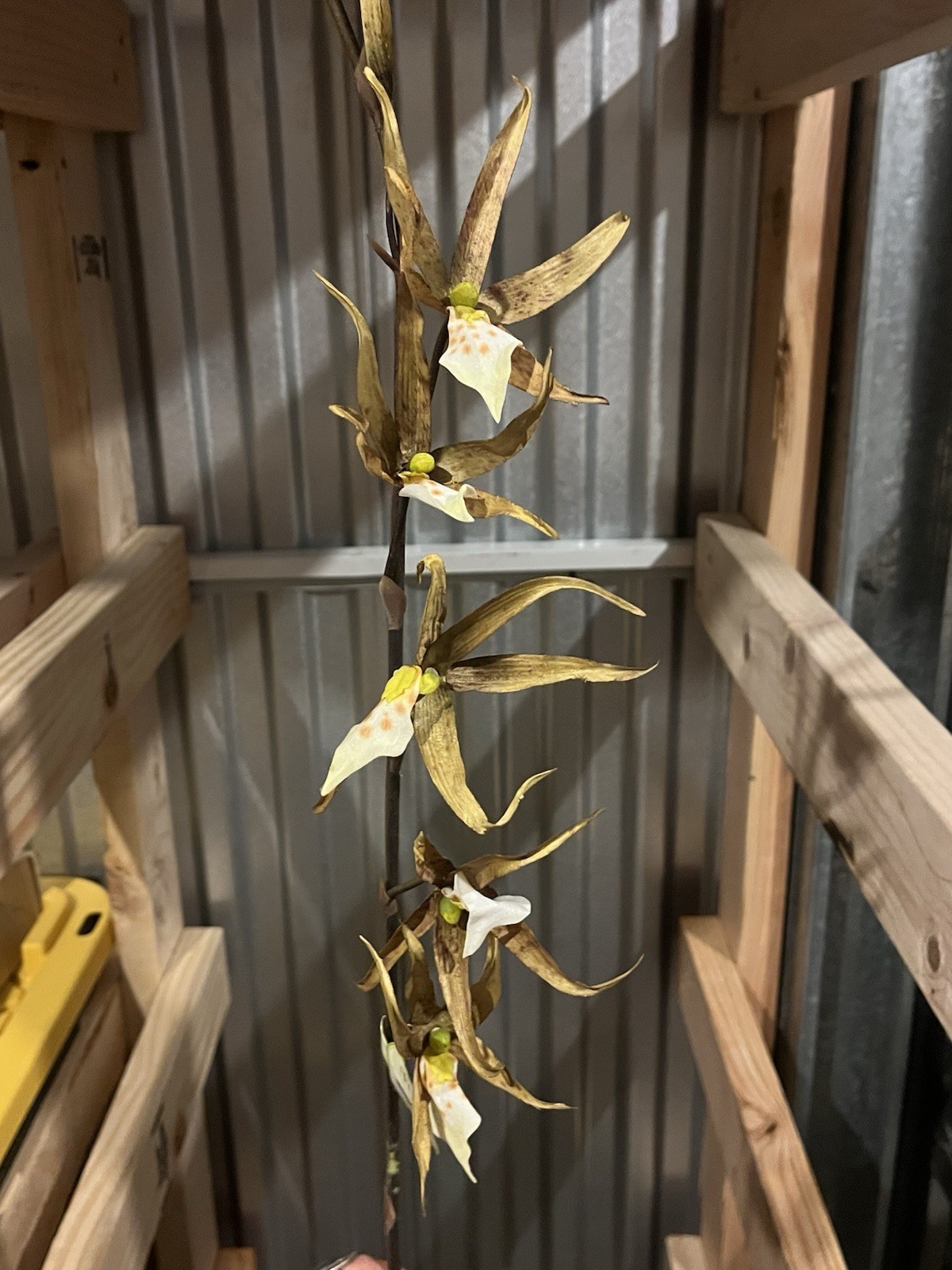 12 Stems Spider Lily Orchid 37″ Tall Green Yellow Artificial Flowers Decor