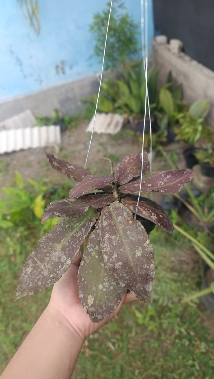 Real Picture Hoya Undulata Red Splash Wavy Leaves Sp Borneo