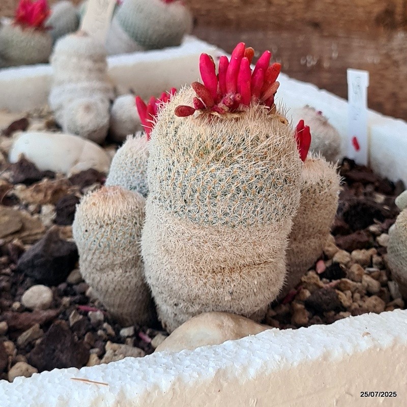 D5526 EPITHELANTHA MICROMERIS potX-H10-W10 cm MaMa Cactus