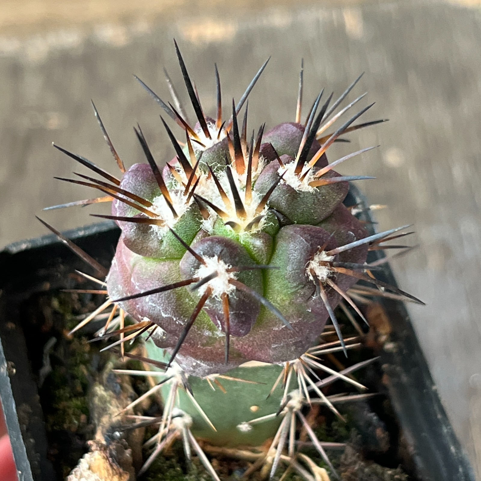 A23-372 Copiapoa fusca JN1912, Quebrada Callaco, At, grafted