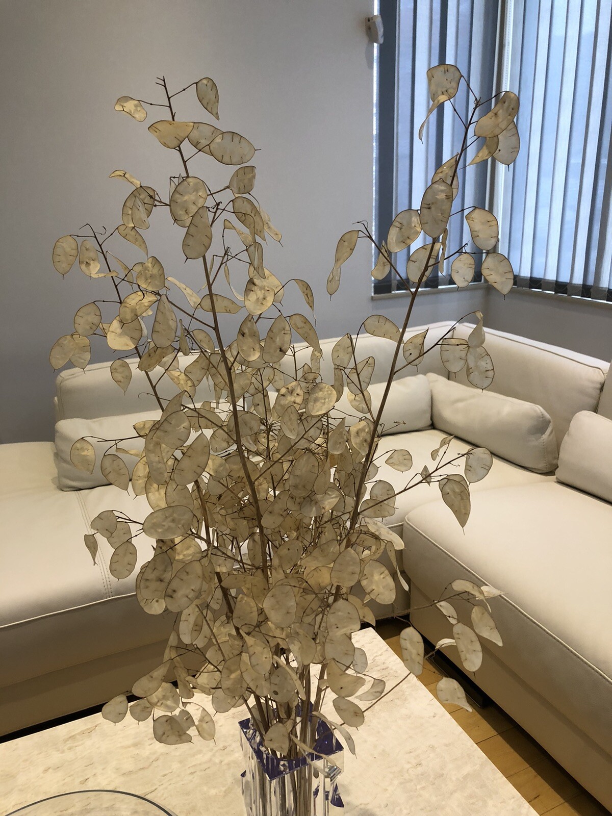 DRIED LUNARIA MOONWORTH HONESTY SILVER DOLLAR PLANT 11 STEMS 17-33” In