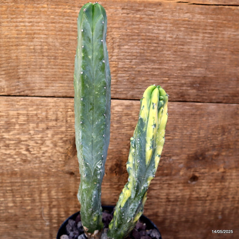 D4121 MYRTILLOCACTUS GEOMETRIZANS VARIEGATED pot12-H28-W9 cm MaMa Cactus
