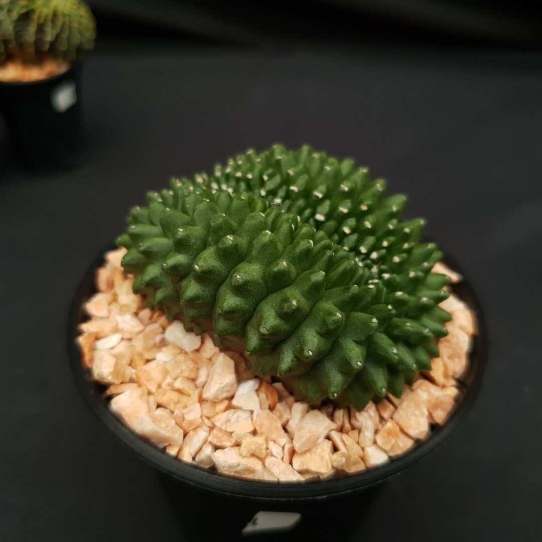 C02: Gymnocalycium mihanovichii f.inermis cristata
