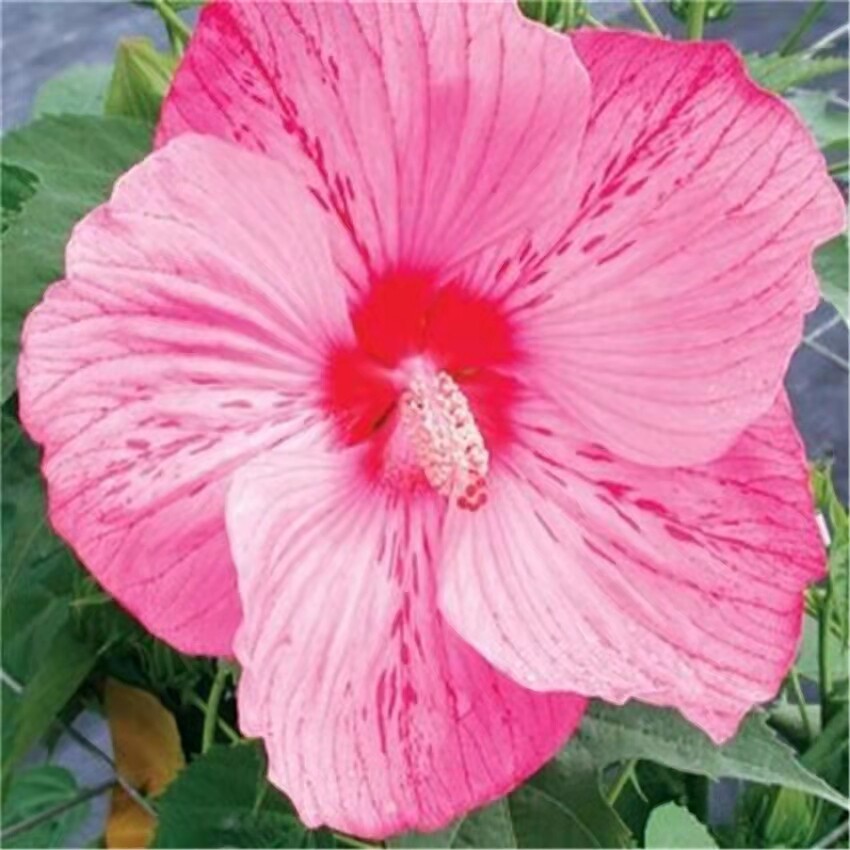 100 Red Hibiscus seeds Hibiscus Rosa-sinensis Garden Flowers seeds