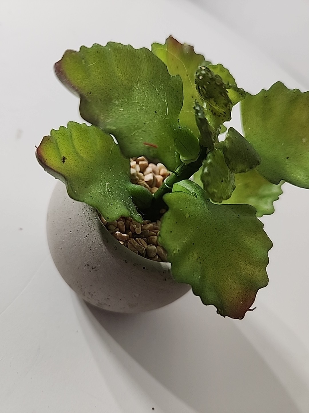 Tiny Articifial House Plant. 4 Inches Tall. Concrete Style Pot.